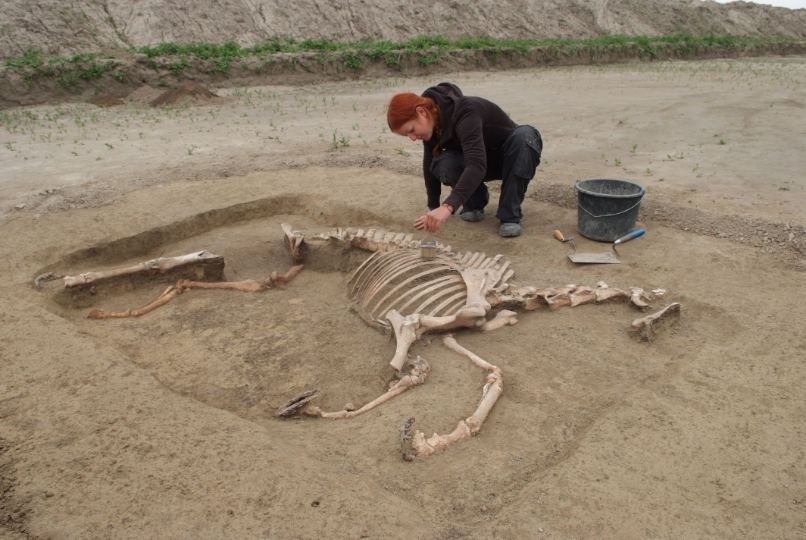 Skelett einer kleinen Stute, die vermutlich der französischen Armee angehörte, während der archäologischen Ausgrabung.