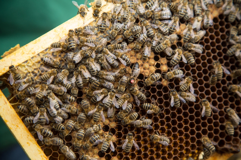 SMS, Smartphone, Webbrowser: Imker Gernot Gangl erhält die Daten und damit den optimalen Überblick über den Gesundheitszustand seiner Bienen