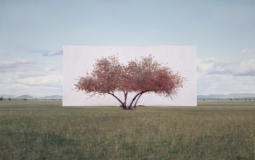 Myoung Ho Lee, Tree...#2, aus der Serie Tree Abroad, 2011