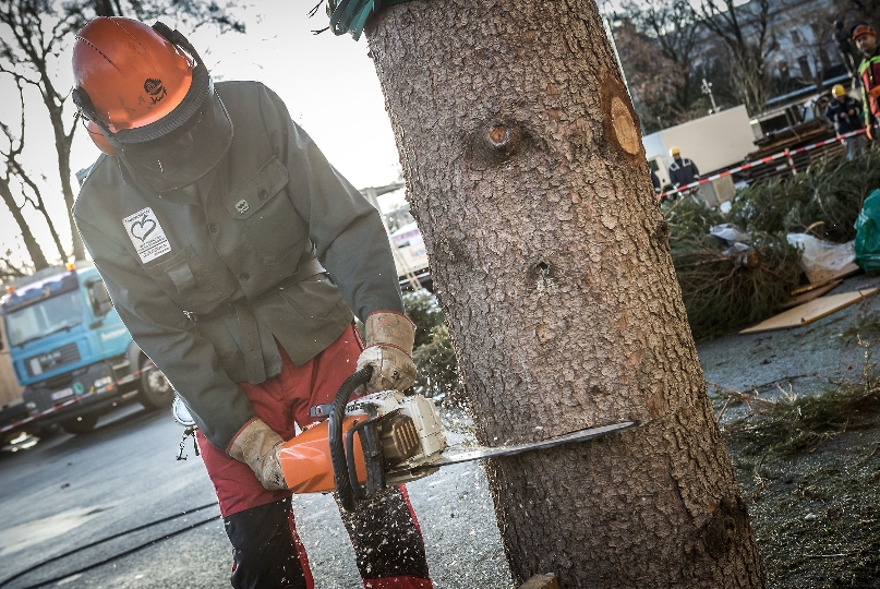 Fachgerechtes zerlegen des Weihnachtsbaums von den Forstfacharbeitern der MA 49 Forst- und Landwirtschaftsbetrieb der Stadt Wien