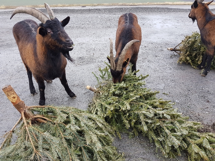 MA 48-Christbaumsammlung - Festmahl für Ziegen auf der Deponie Rautenweg