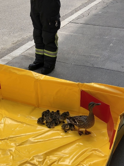 Die zwölf von der Berufsfeuerwehr Wien geretteten Entenküken mit ihrer Mutter in einer Auffangwanne. Die Küken waren von einer Dachterrasse einer Wohnung am Alsergrund in das Regenfallrohr der Dachrinne gefallen und mehrere Stockwerke abgestürzt.