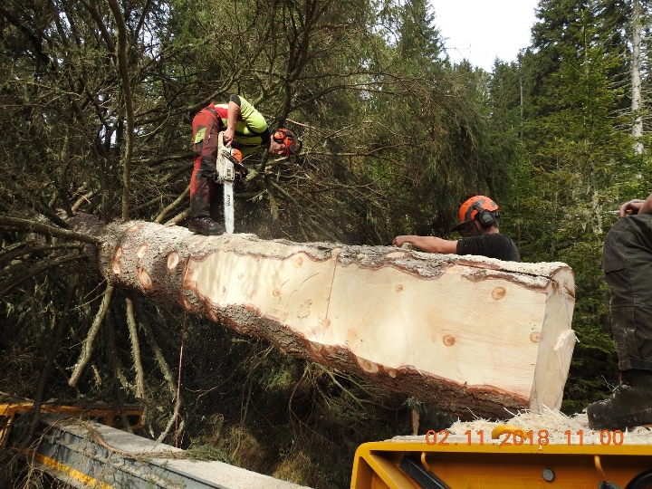 Forstarbeiter beim Umschneiden des Baums