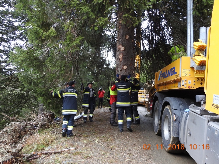 Forstarbeiter und Feuerwehrmänner verladen den Baum