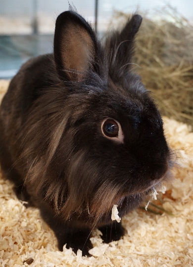 Kaninchen Hansi sucht ein schönes, neues Zuhause