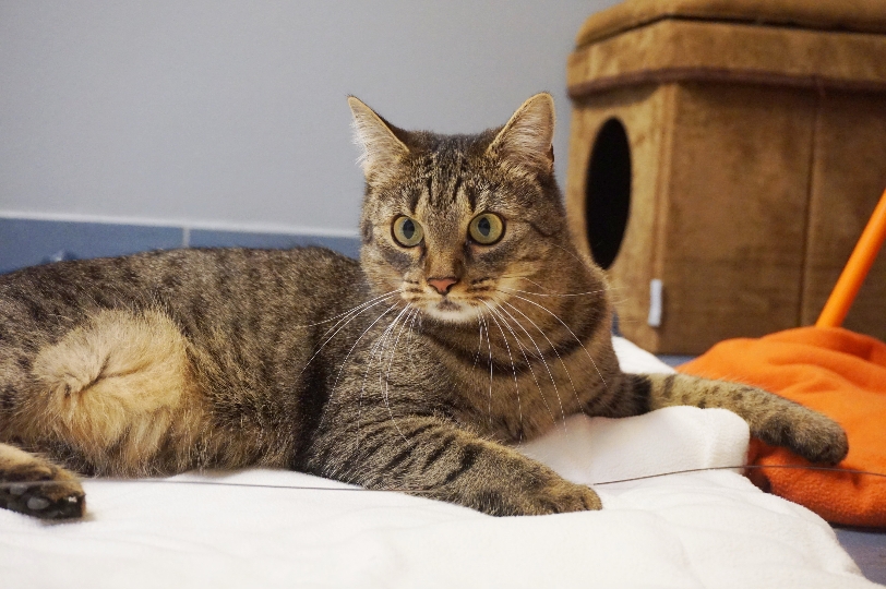 Die zweijährige Katzendame Catzilla sucht ein schönes, neues Zuhause bei liebevollen Menschen