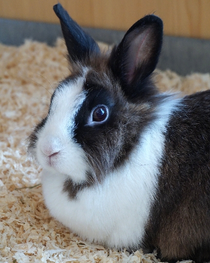 Kaninchen Julchen sucht ein schönes, neues Zuhause