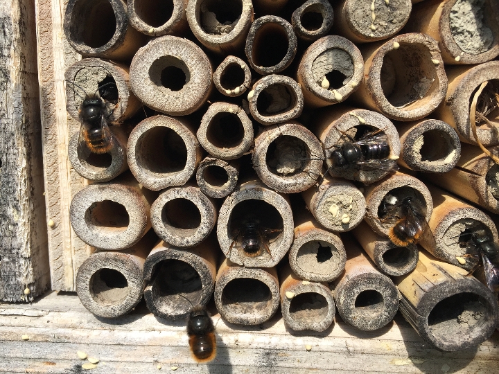 Mauerbienen in Wien