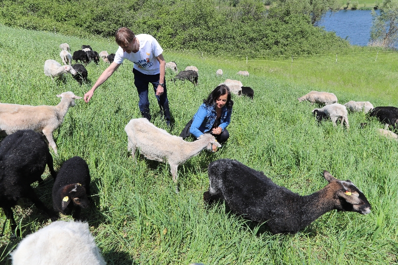 Umweltstadträtin Ulli Sima und Abteilungsleiter der MA 45 Gerald Loew auf der Donauinsel mit Schafe