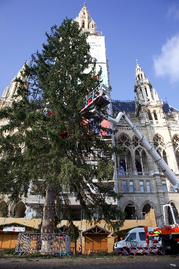 Der Weihnachtsbaum am Rathausplatz wird der schönste der Stadt - dafür sorgen auch heuer wieder die Baumpfleger der Wiener Stadtgärten.