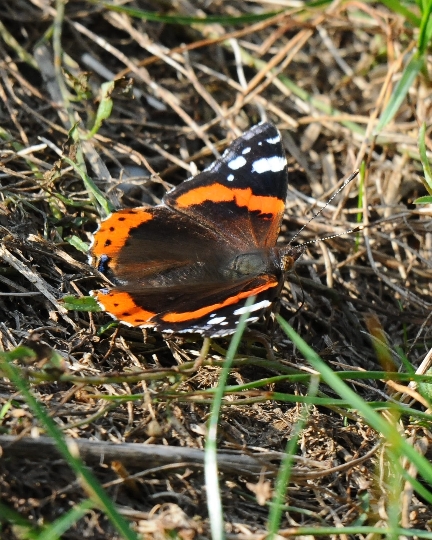 Schmetterling auf der Wiese