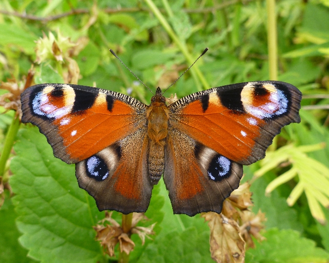 Schmetterling (Tagpfauenauge) in der Wiese
