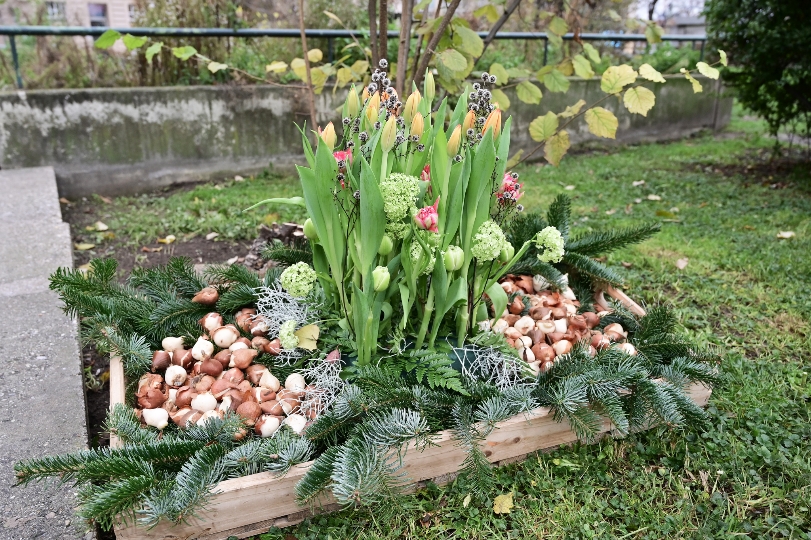 Eine Kiste mit Tulpen und Blumenzwiebeln am Fuße der Ruprechtsstiege