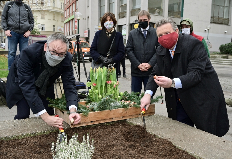 Bürgermeister Michael Ludwig (re.) und der niederländische Botschafter Aldrik Gierveld setzen Tulpenzwiebeln ein.