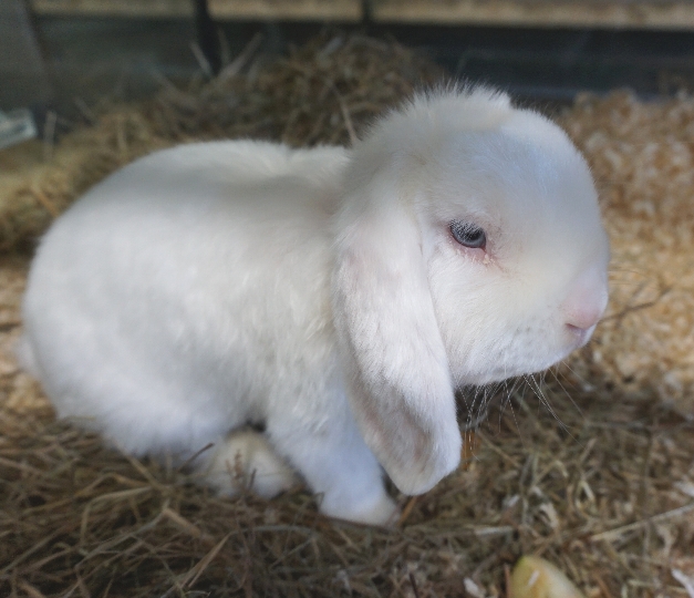 In einem Park im 14. Wiener Gemeindebezirk wurden letzte Woche Dienstag drei Kaninchen in einem Karton ausgesetzt und bei eisigen 2 Grad Außentemperatur ihrem Schicksal überlassen.