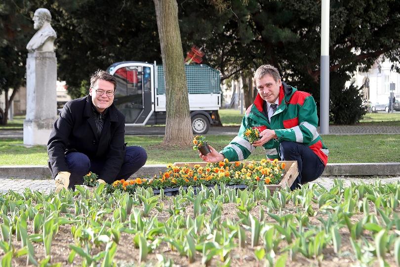Klimastadtrat Jürgen Czernohorszky und Stadtgartendirektor Rainer Weisgram mit den Saisonblumen 2021.