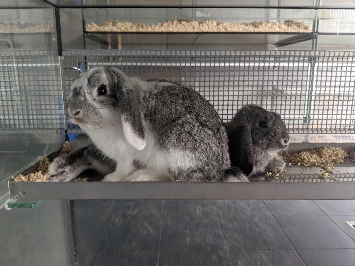 Die ausgesetzten Kaninchen werden nun im TierQuarTier Wien gepflegt.