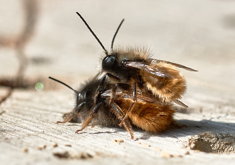 Der Weltbienentag am 20. Mai soll auf den Bienenschutz aufmerksam machen