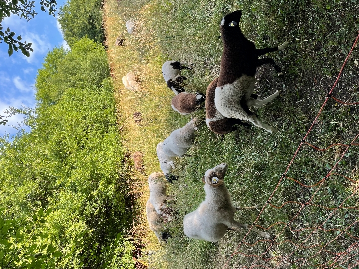 Am 4. August können Interessierte mehr über die Wiesenpflege per Schafsbeweidung erfahren.