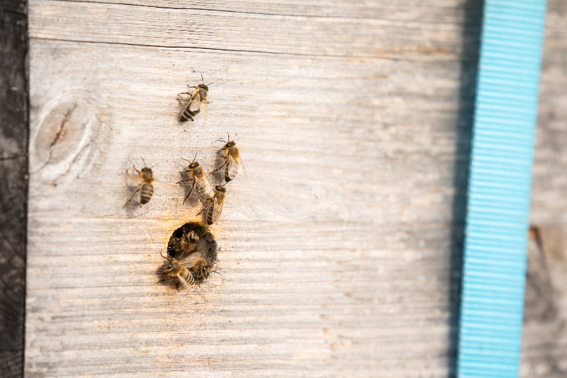 Fünf Bienenstöcke befinden sich seit gestern auf dem Dach des Studierendenheimes der Viennabase im 19. Wiener Gemeindebezirk