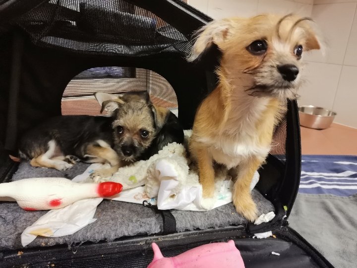 Herzlos in Eiseskälte zurückgelassen: 3 Hundewelpen am Straßenrand abgestellt