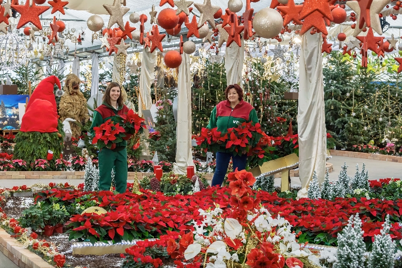 Die Weihnachtsausstellung der Wiener Stadtgärten kann mit neuen Öffnungszeiten ab Donnerstag, den 16. Dezember bis Donnerstag, den 23. Dezember täglich jeweils von 10 bis 20 Uhr wieder besucht werden.