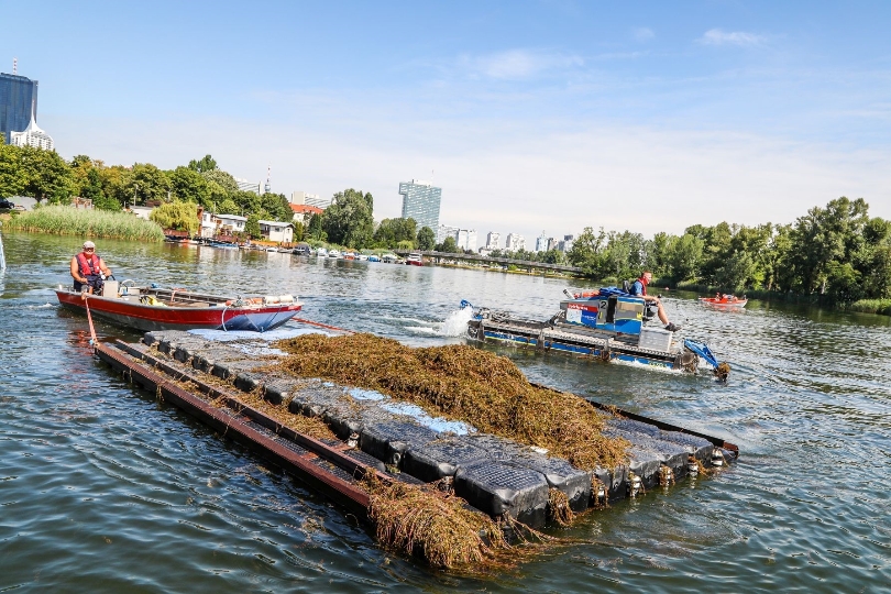 Früher Start bei der Unterwasserpflanzen-Mahd garantiert ungetrübtes Bade- und Bootsvergnügen im Freizeitparadies Alte Donau.