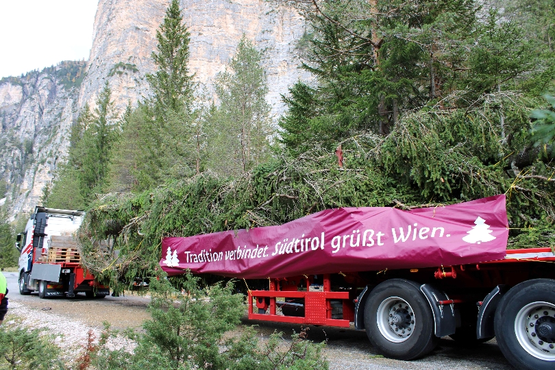 Wiener Weihnachtsbaum am Rathausplatz kommt aus Südtirol