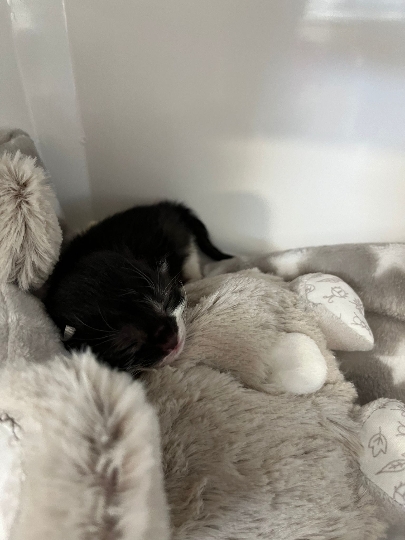 Grausamer Fund in Simmering: Drei neugeborene Kätzchen im Müllraum entsorgt