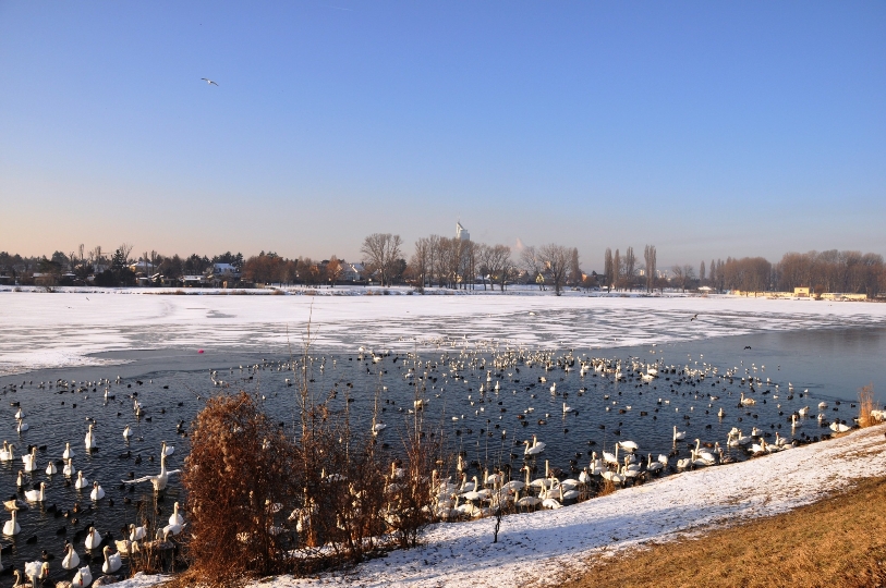 Alte Donau - Eislaufen auf Gewässern: ein gefährliches Vergnügen
