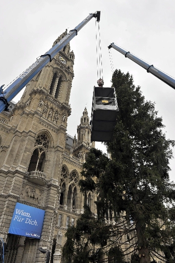 28 Meter hohe Fichte wird am Rathausplatz aufgestellt