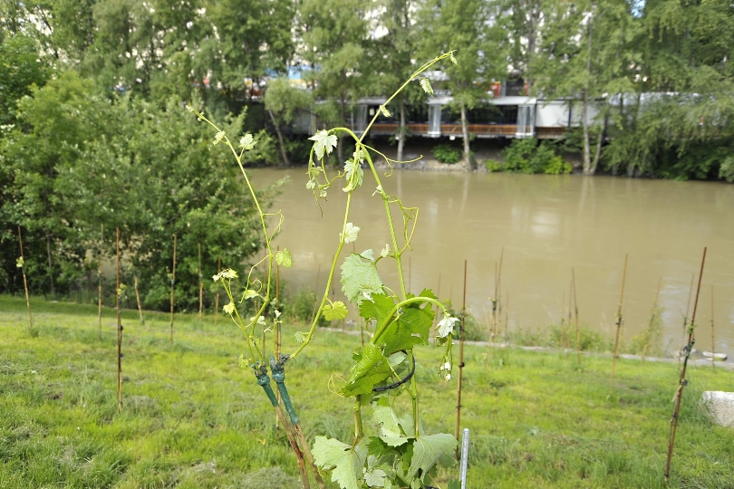 Schau-Weingarten am Donaukanal