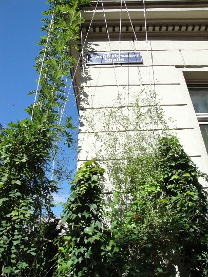 Auch das Amtshaus im 5. Bezirk in der Schönbrunner Straße bekam 2011 eine begrünte Fassade