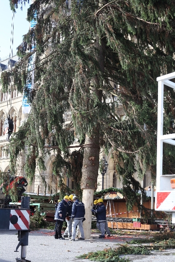 Der Weihnachtsbaum aus Niederösterreich wird am Wiener Rathausplatz aufgestellt