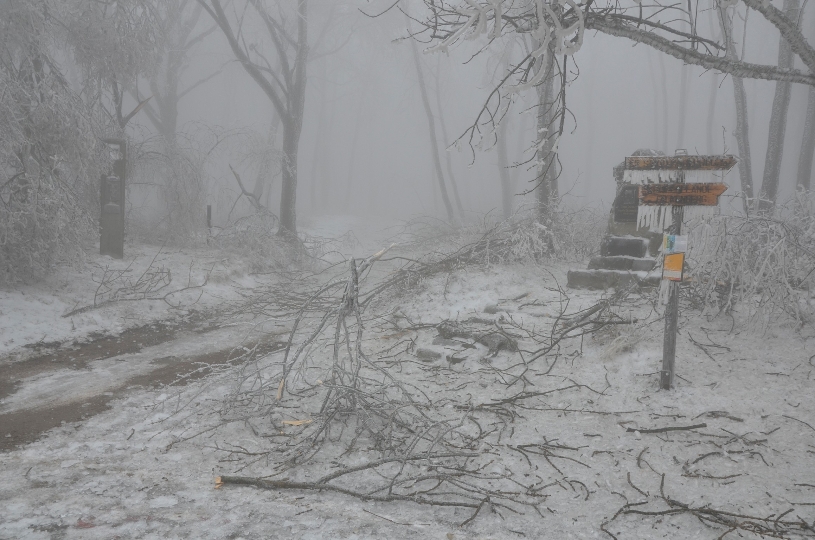 Gefährliche Eislast auf Bäumen im Wienerwald