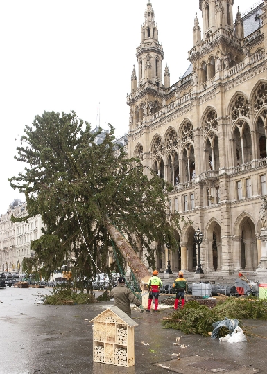 Baum fällt! Aus Weihnachtsbaum vom Rathausplatz werden Nützlingshotels 