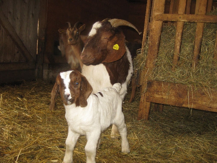 Kinderbauernhof der Stadt Wien bietet im März ein buntes Programm rund um Jungtiere, Ponys und Osterhasen