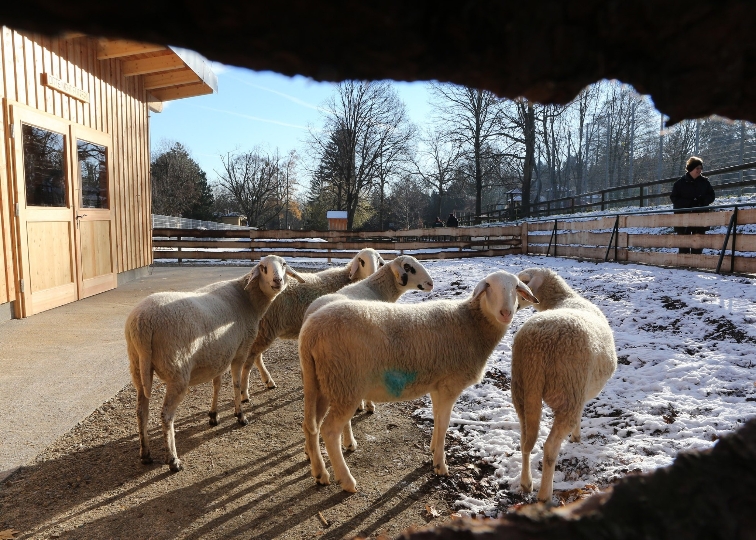 Schafe im neuen Tiergehege im Pötzleinsdorfer Schlosspark