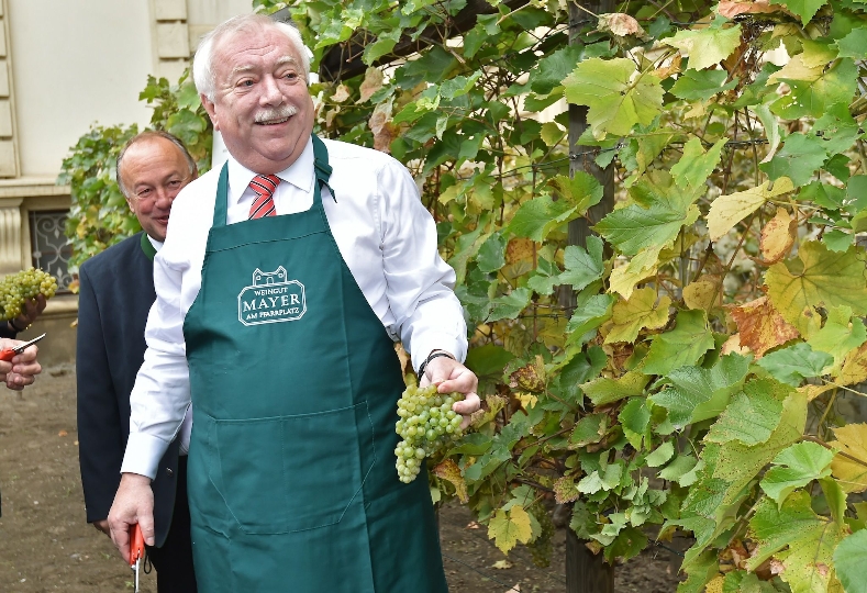 Bürgermeister Häupl bei der Weinlese im kleinsten Weingarten Wiens am Schwarzenbergplatz