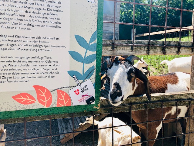 . Landgut Wien Cobenzl Con il gatto della fattoria Timi maiale capra e co .