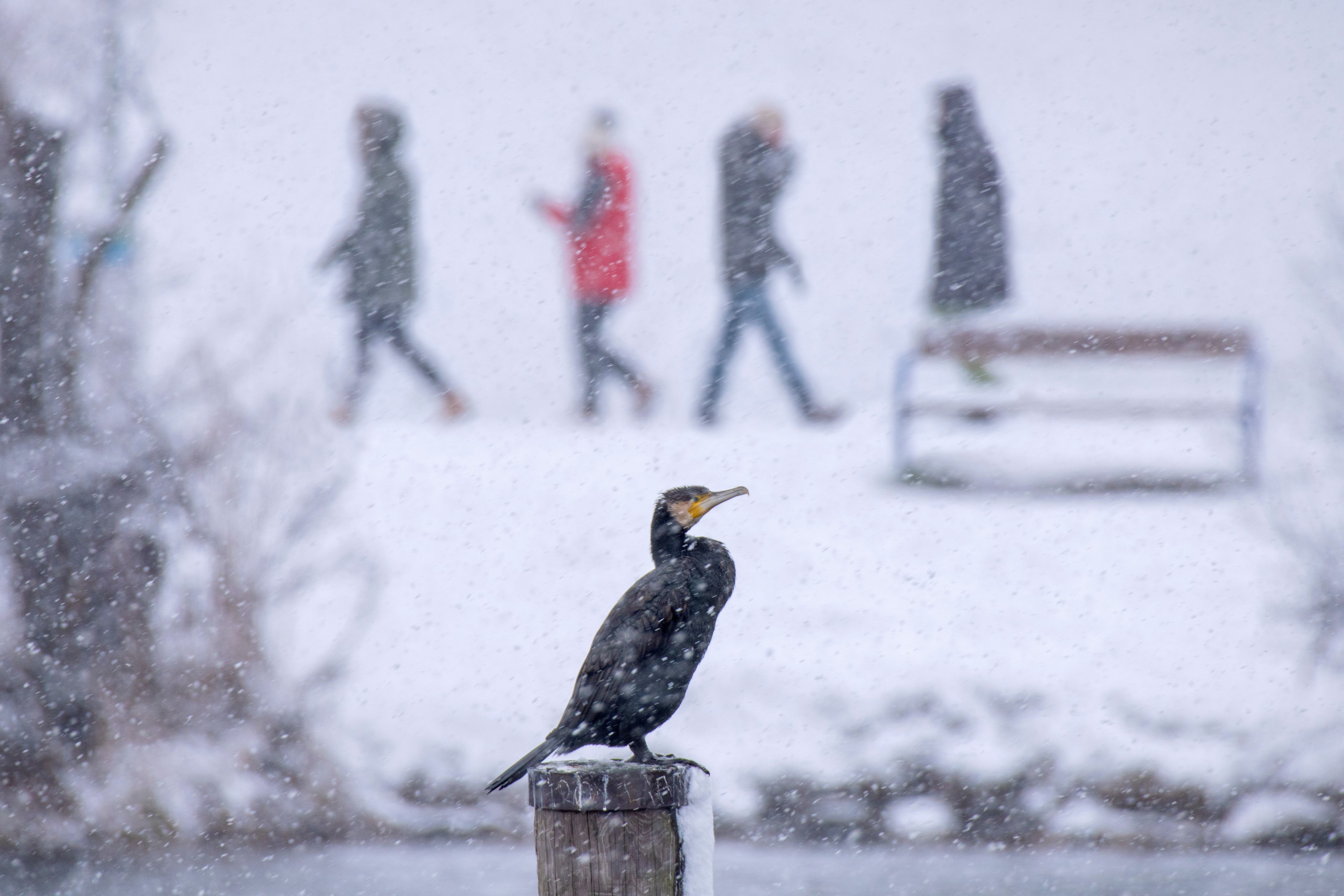 . Vecchio Danubio Il nuovo sistema di guida con audioguida emozionante vi invita a fare una passeggiata invernale sull'acqua .