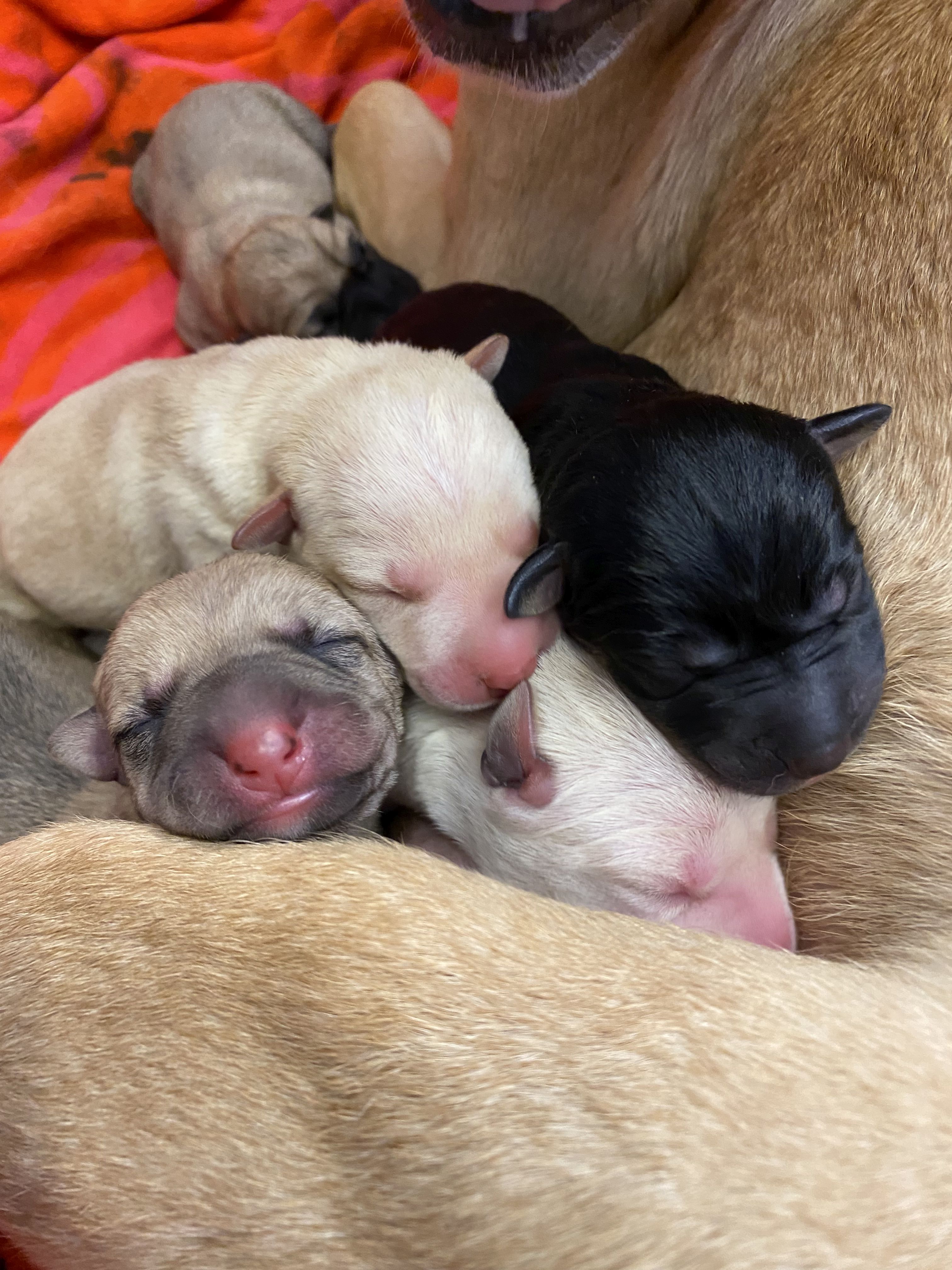 . Biancaneve e i sette cuccioli .