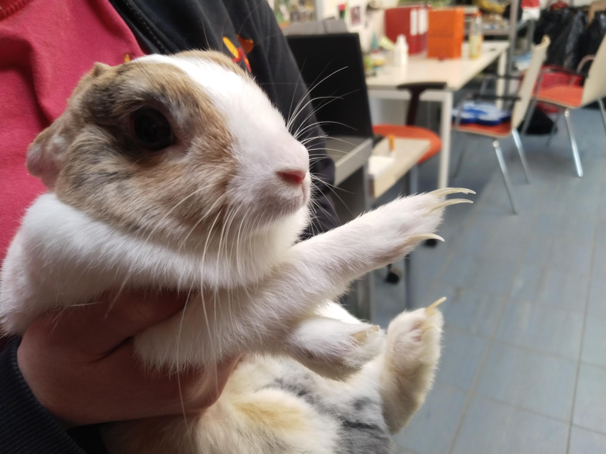 . Crudeltà sugli animali a Vienna sempre più conigli esposti nel modo più crudele .