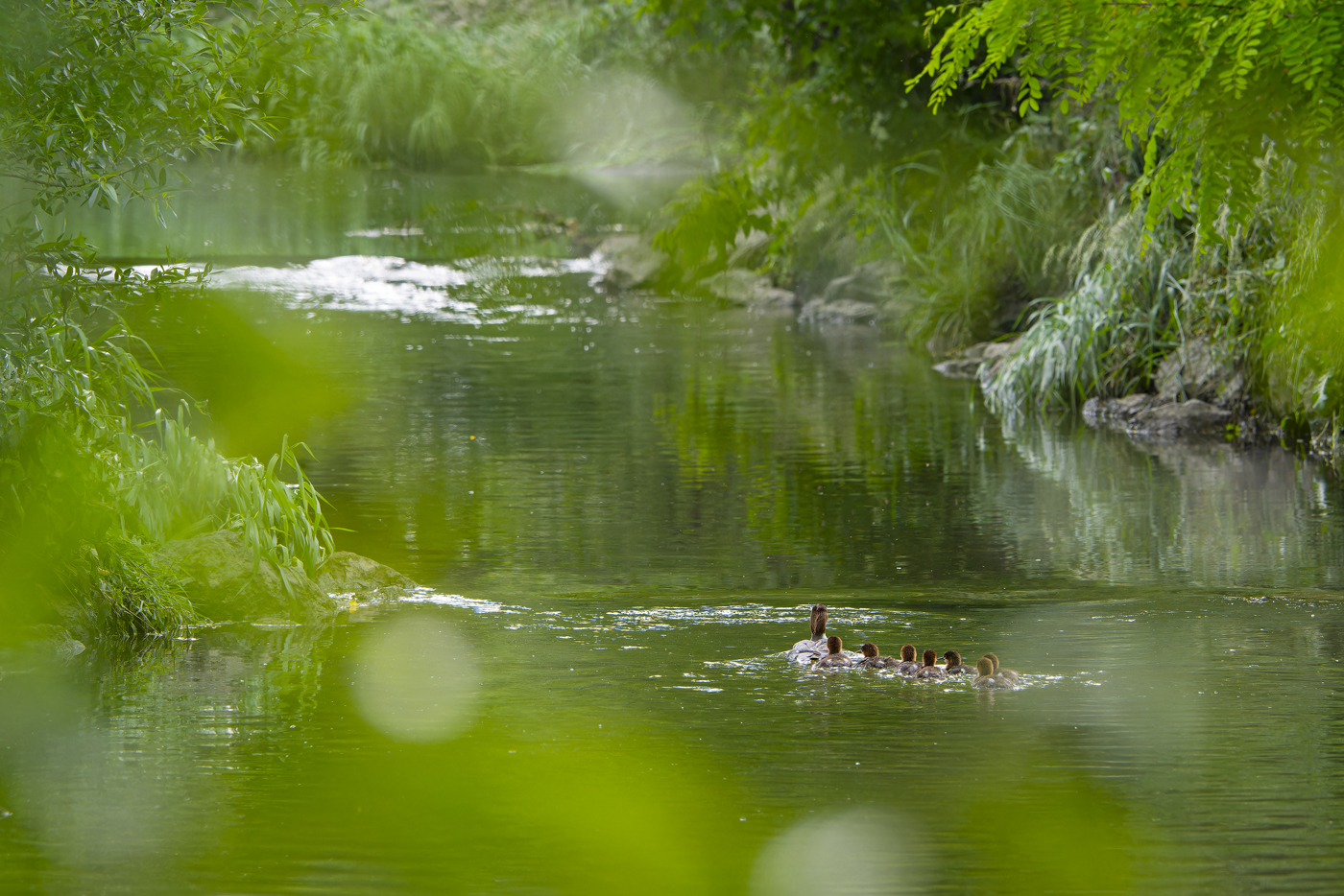 . La restaurizzazione dei Liesbach nel Draschenpark inizia sulla natura .