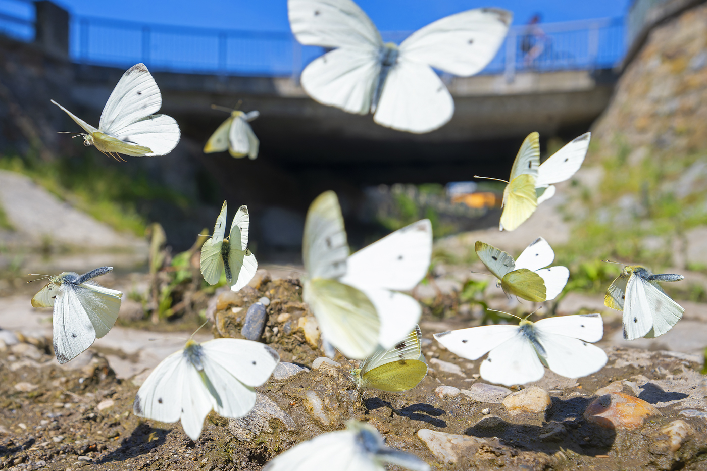 . La restaurizzazione dei Liesbach nel Draschenpark inizia sulla natura .