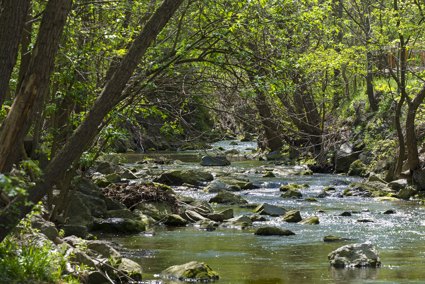 . La restaurizzazione dei Liesbach nel Draschenpark inizia sulla natura .