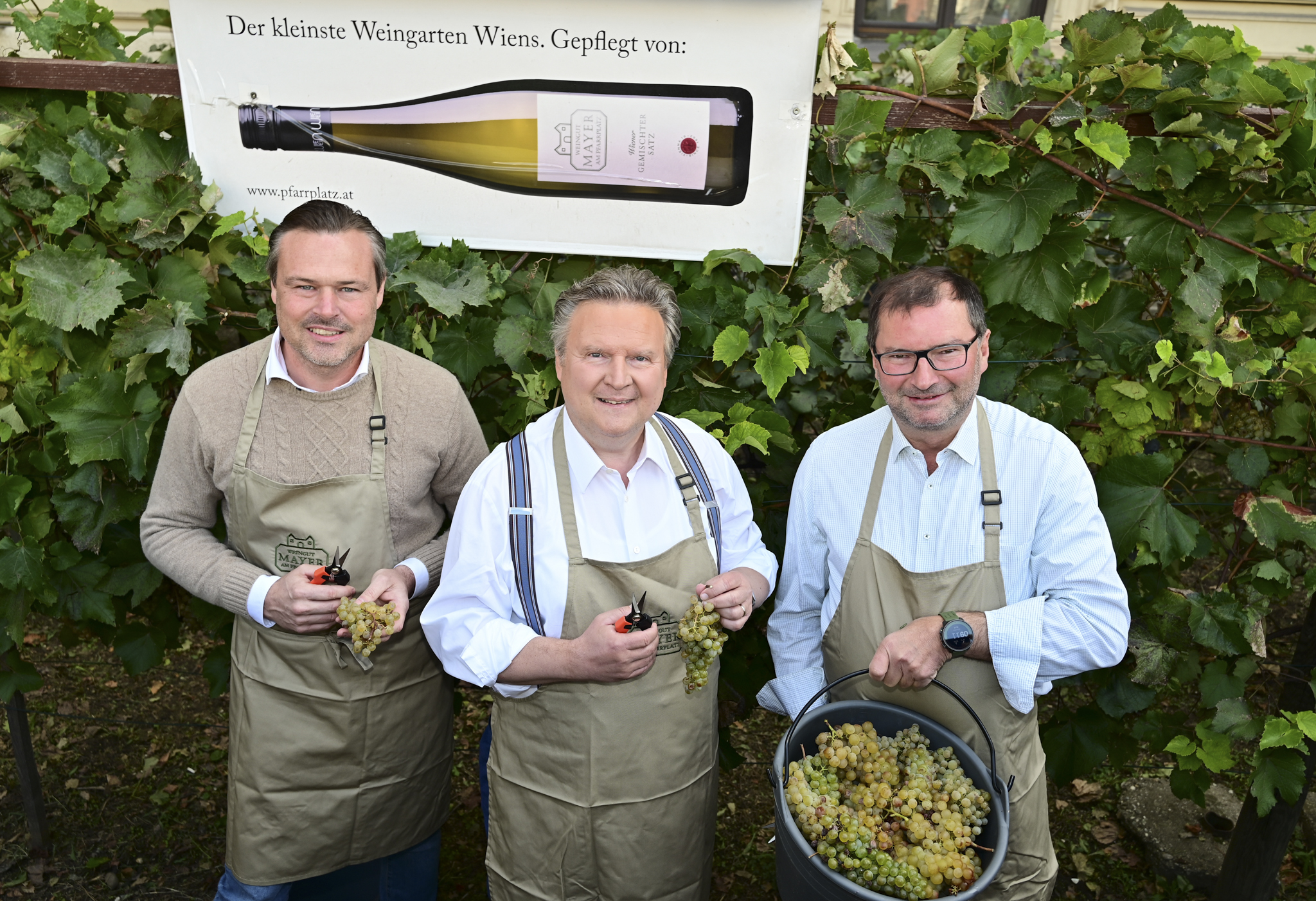 . Raccolta del vino su schwarzenbergplatz .