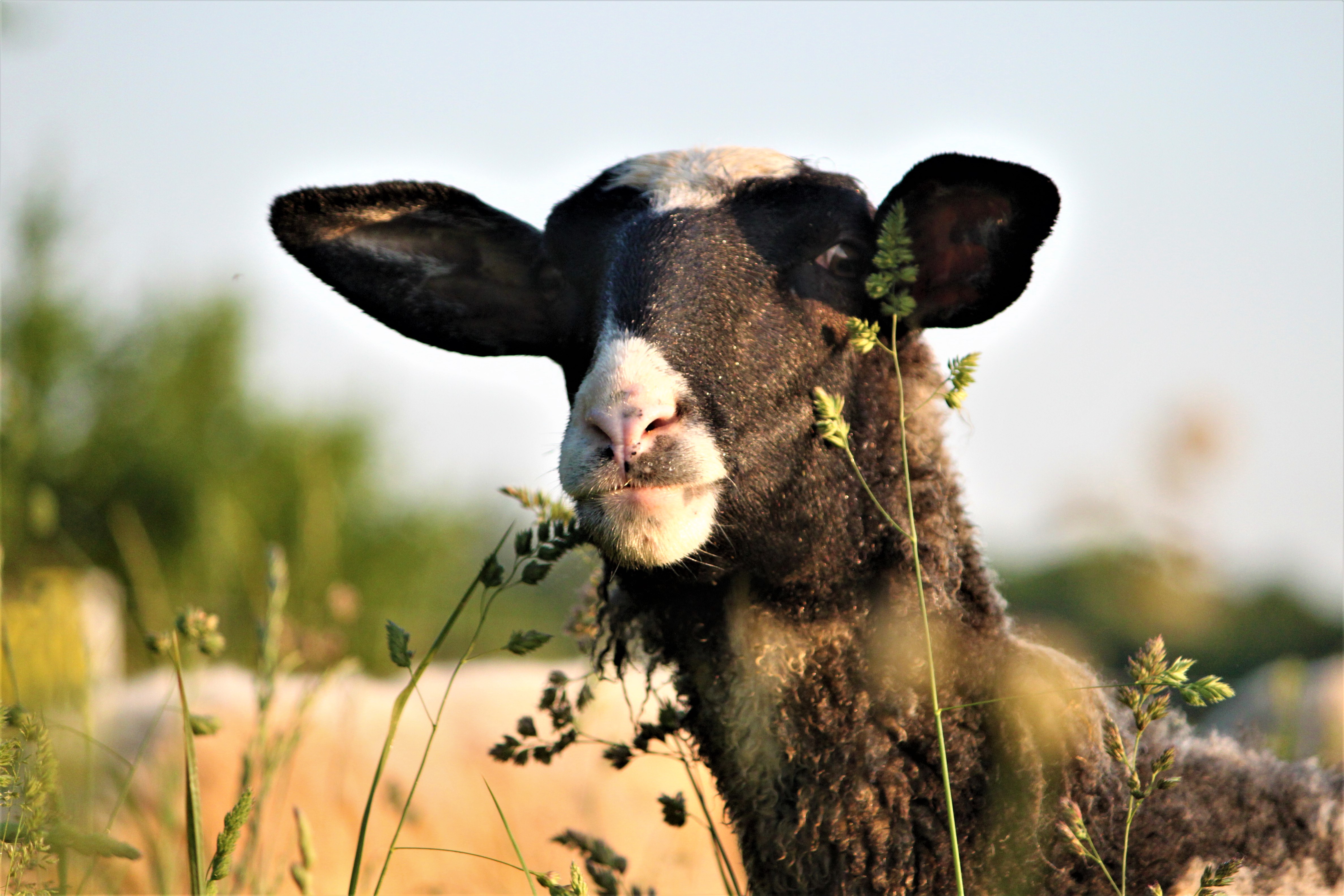 . Phaeno Maehhh Nal Sheep finisce la stagione Maeh di successo sull'isola del Danubio .